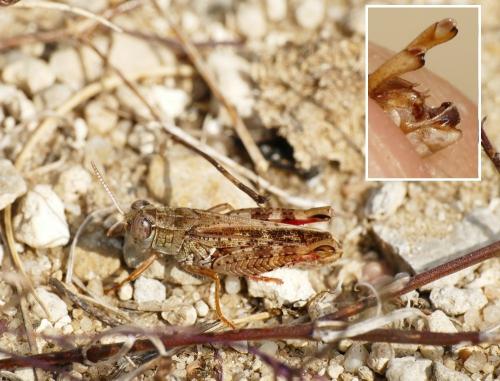 Réf. 215 107 : Calliptamus barbarus barbarus
